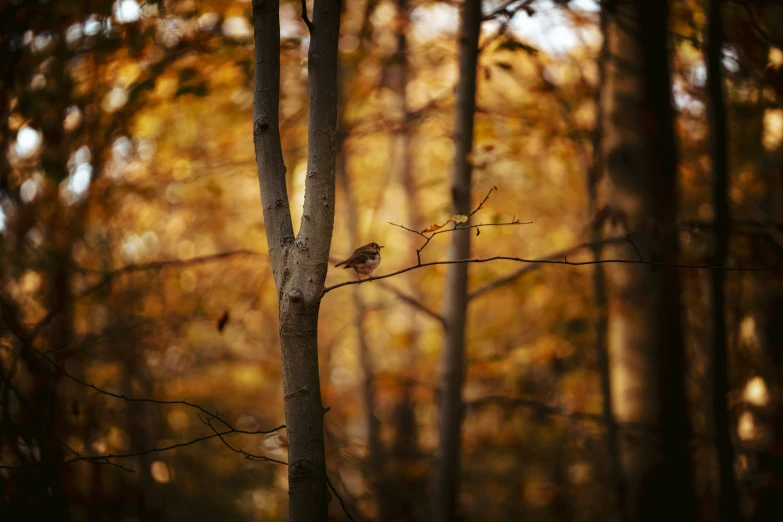 a bird perched on the top of a nch in a forest