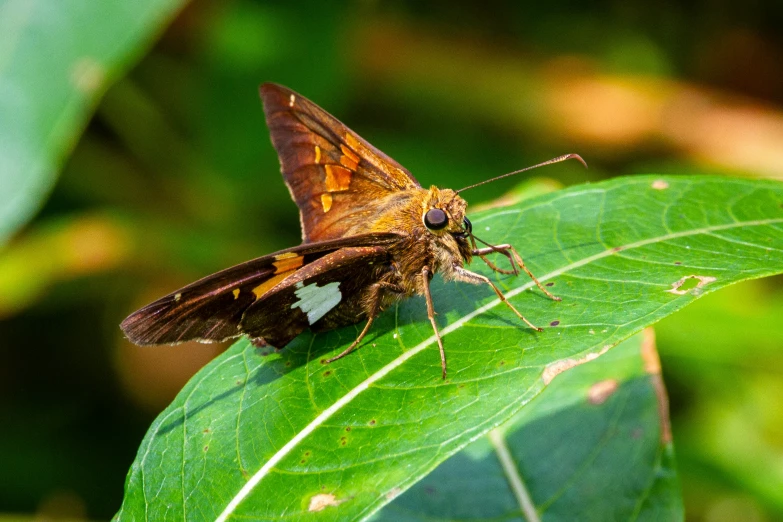 a close up s of an insect on a leaf