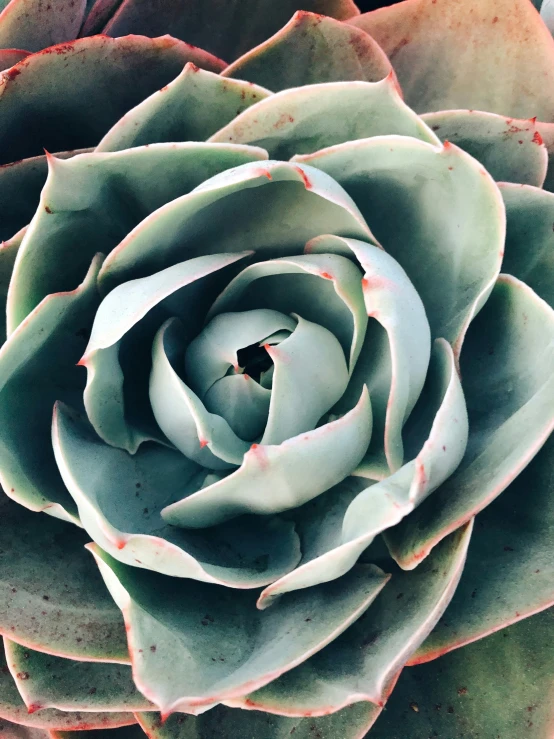 a close up view of the top of an older looking plant