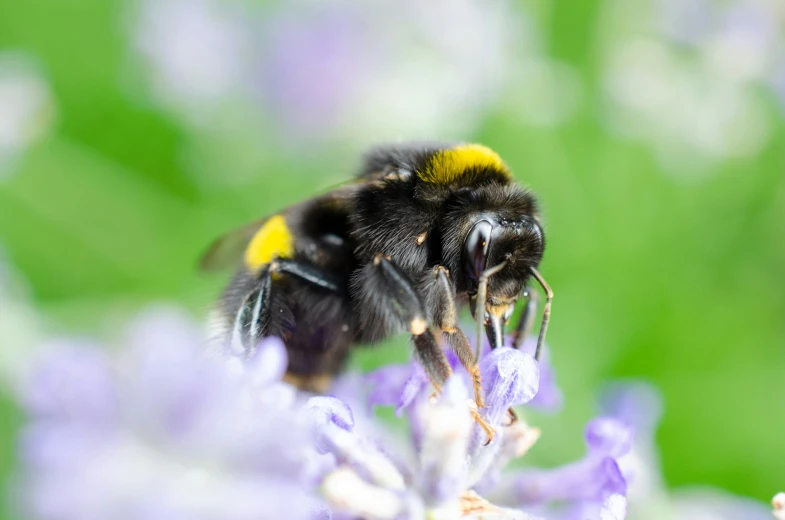 a yellow and black bee is sitting on some purple flowers