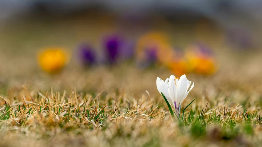 white flower with long stem on ground with flowers in background