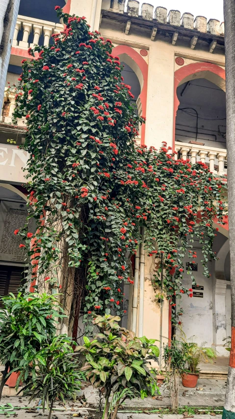 a building with some vines on it