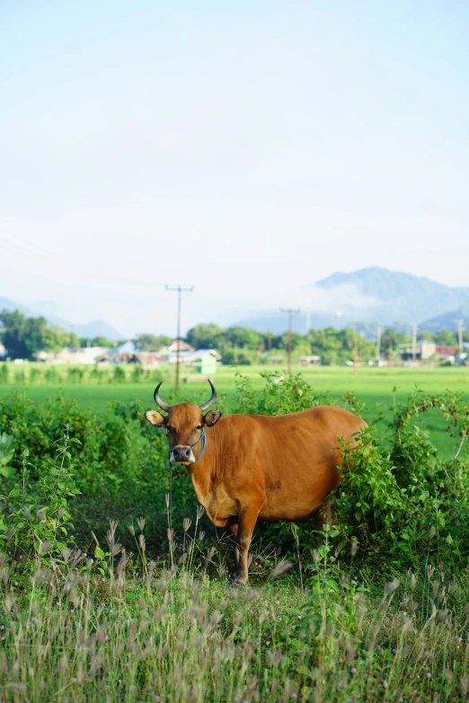 there is a cow standing in the tall grass