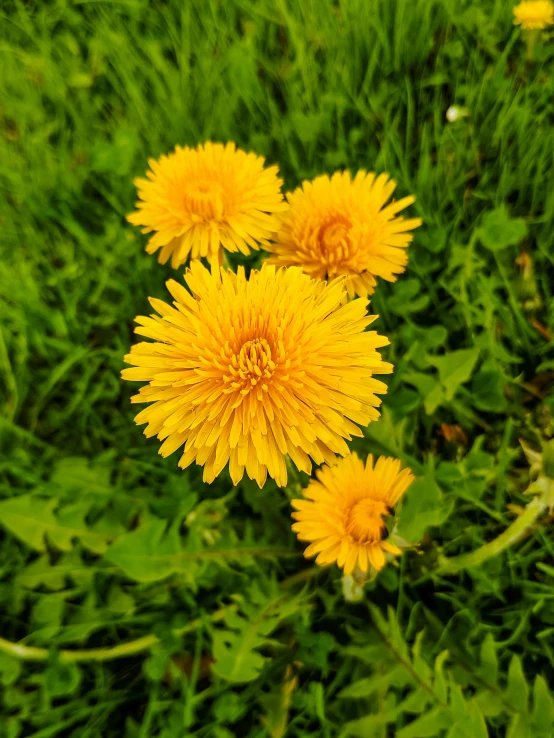 the yellow flowers look like fluffy dandelions