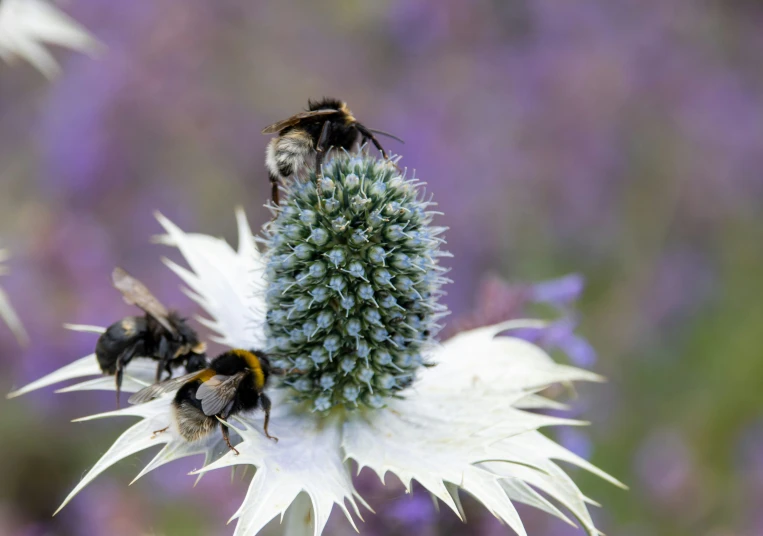 bees sitting on a flower and moving towards the camera