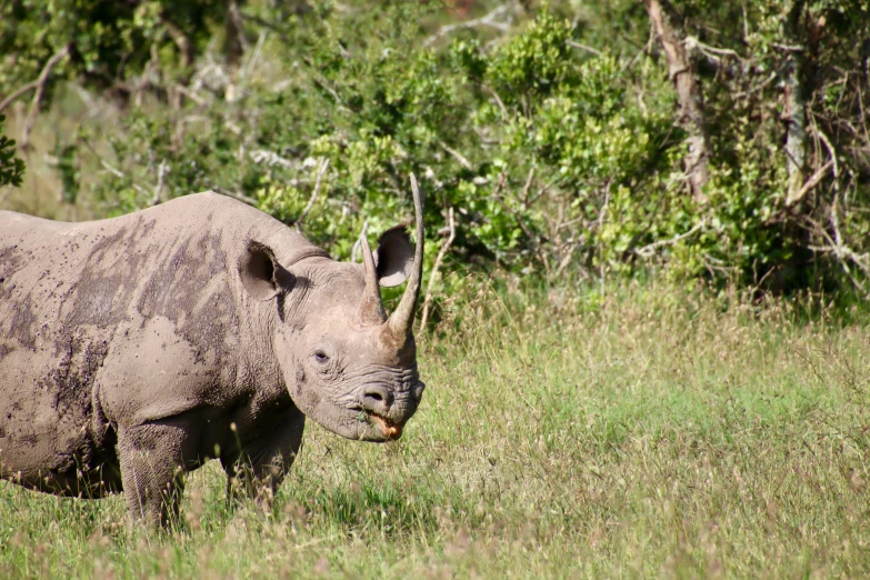 rhinoceros are often found in the wild as rhinos and other types of wild animals can be seen here