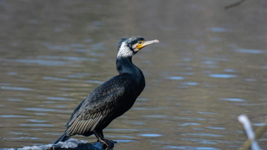 a black bird with a long beak on a nch in the water