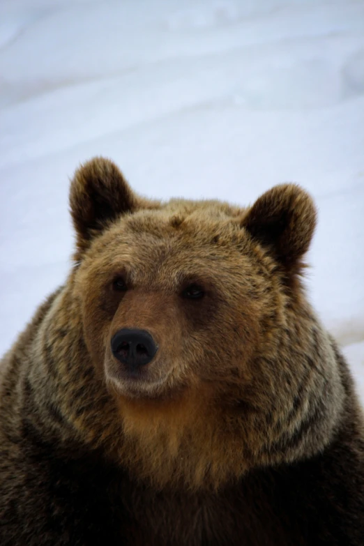 a bear in front of a snowy slope looks towards the camera