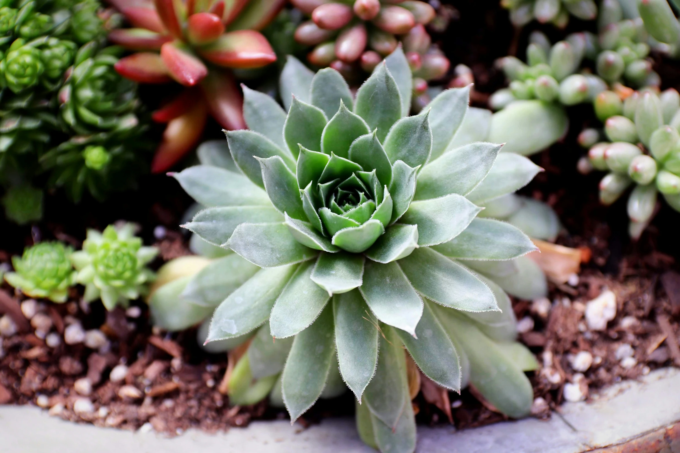 succulent plants and flowers that are green, red and brown