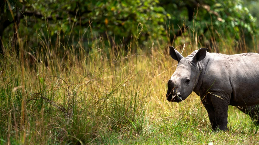 a rhino in grassy area next to trees