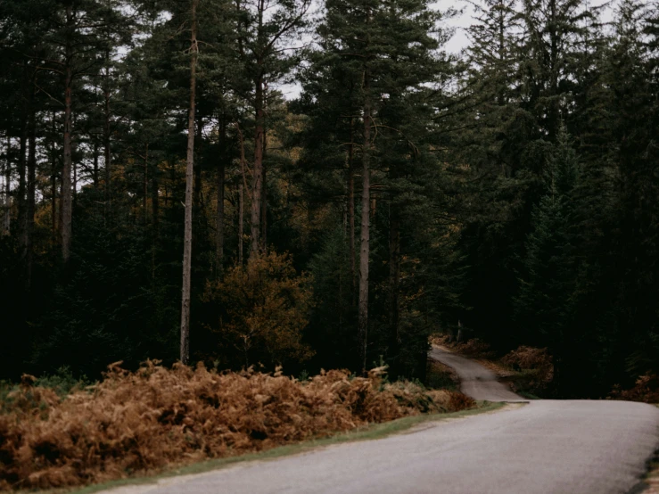 a road going into a forest with tall trees