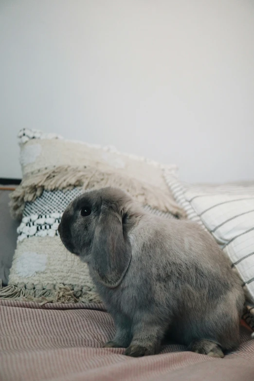 a bunny is sitting on a bed by the pillow