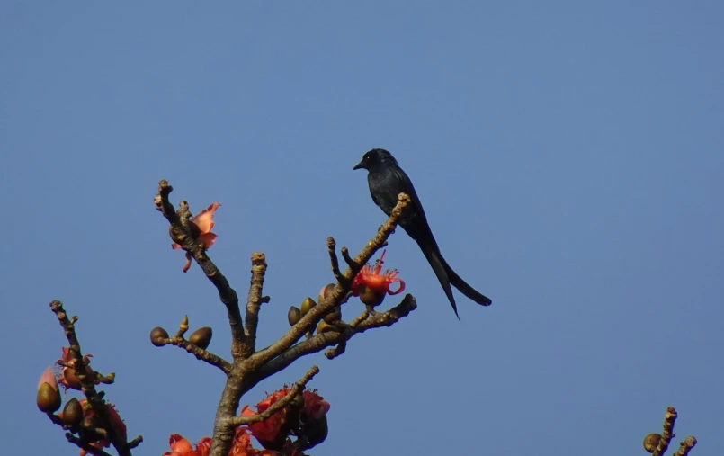 black bird with black wings sitting on top of tree nch