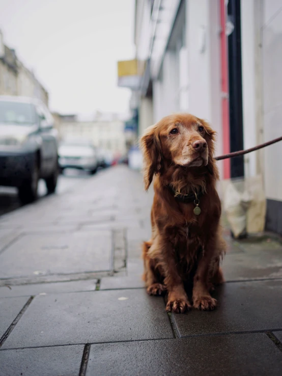 there is a dog that is tied to a pole