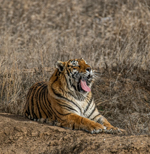 a tiger laying in the middle of dry brush