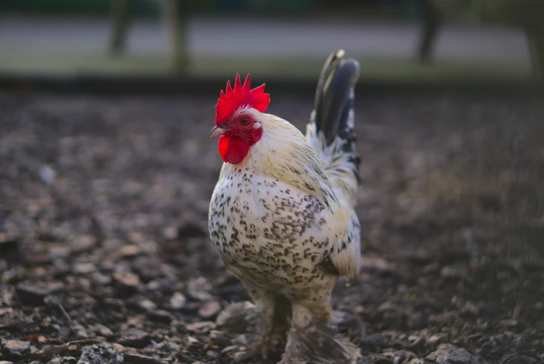 a chicken standing in a field next to a forest