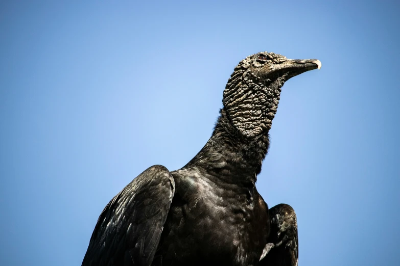 a large bird with an interesting beak looking to the sky