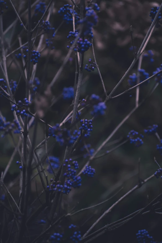 a nch with several blue flowers on it