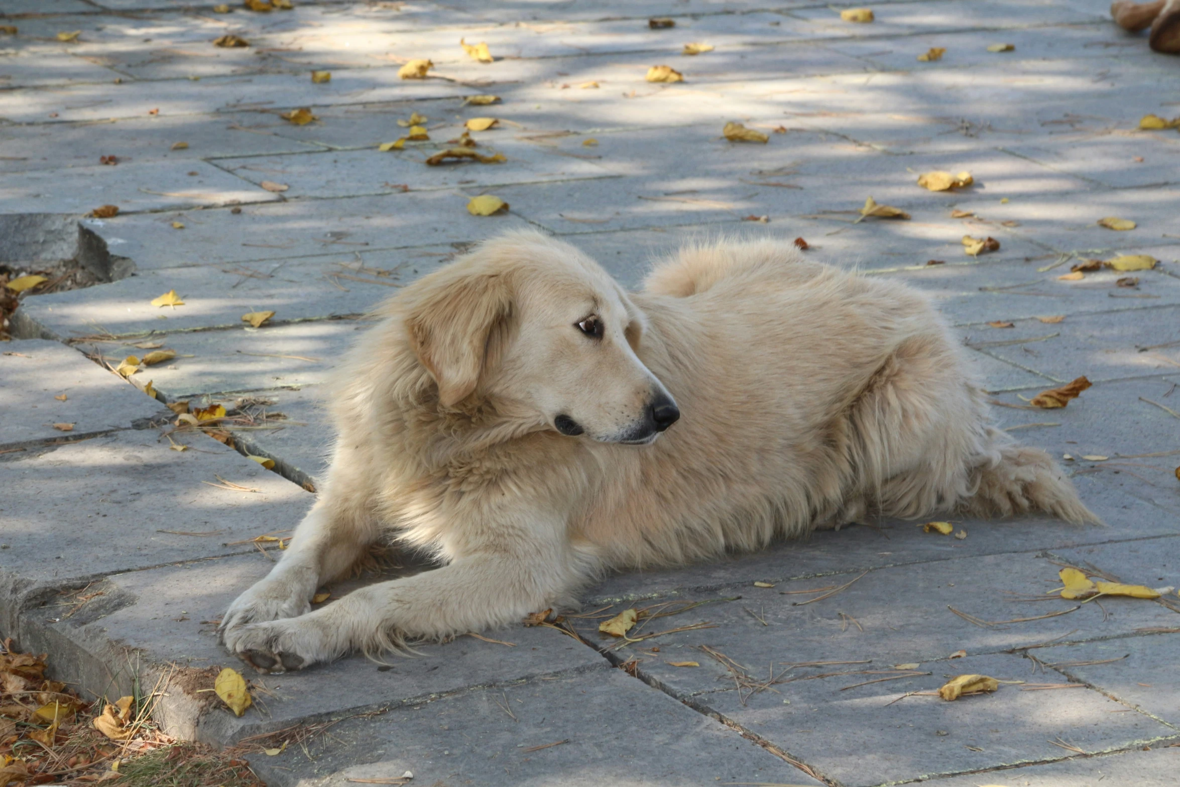 large long haired white dog sitting in the sun