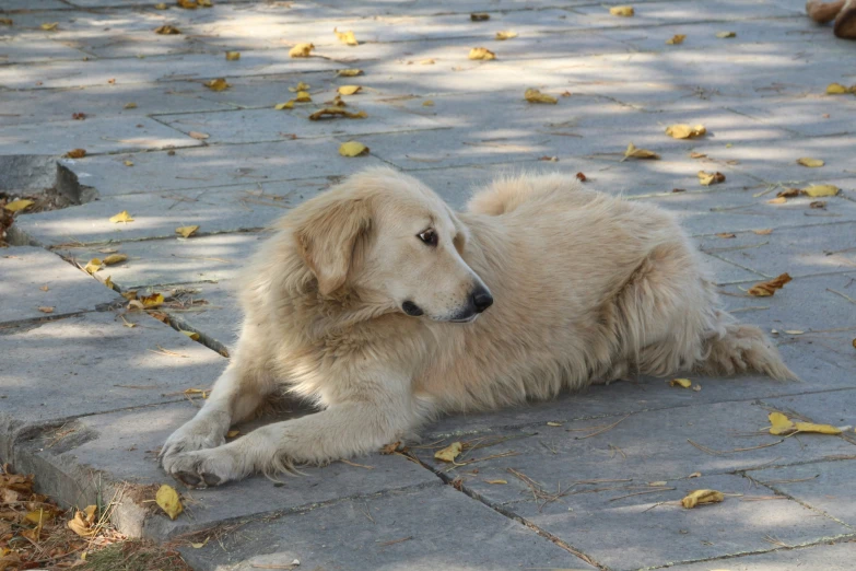 large long haired white dog sitting in the sun