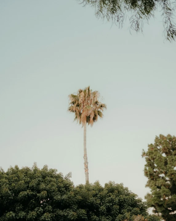 a tall palm tree in front of some trees