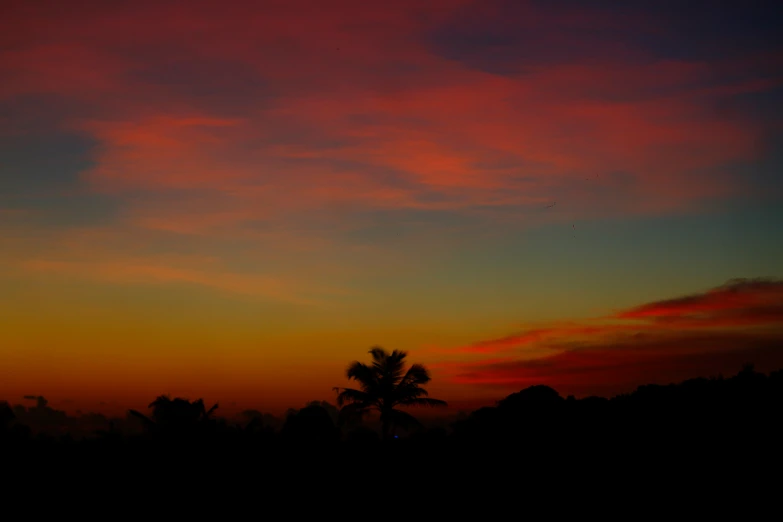 a couple of palm trees with a pink and blue sky in the background