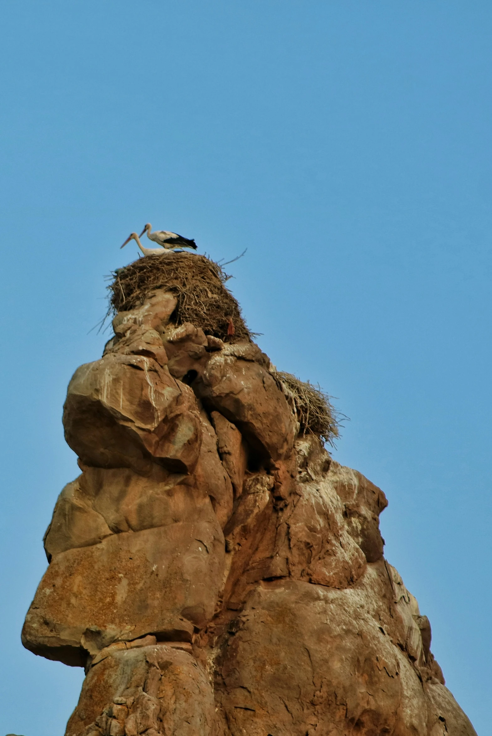 a bird sits on a nest built to the side of a rock