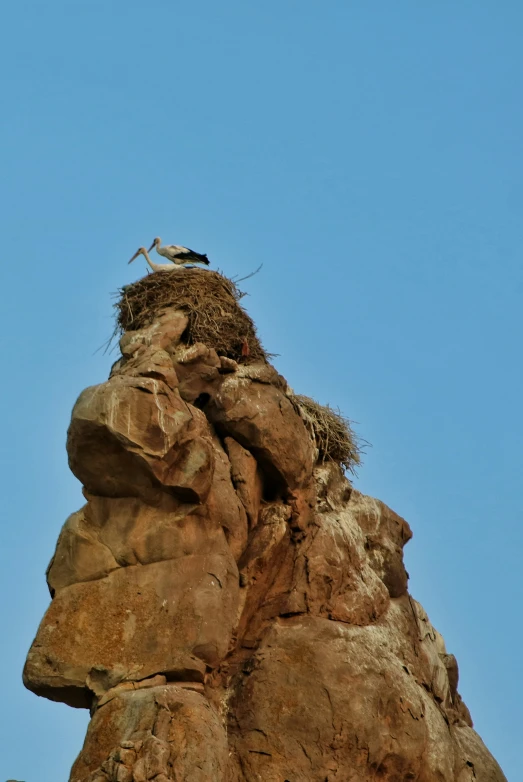 a bird sits on a nest built to the side of a rock