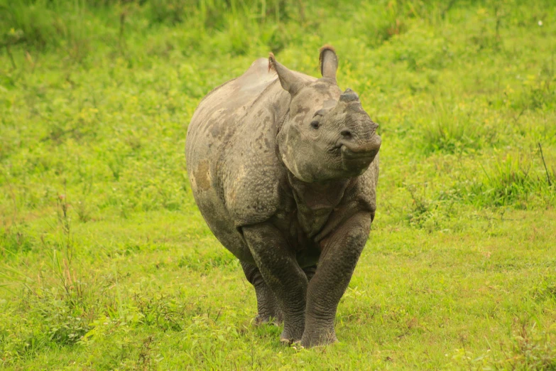 a rhinoceros walking in the grass in the wild