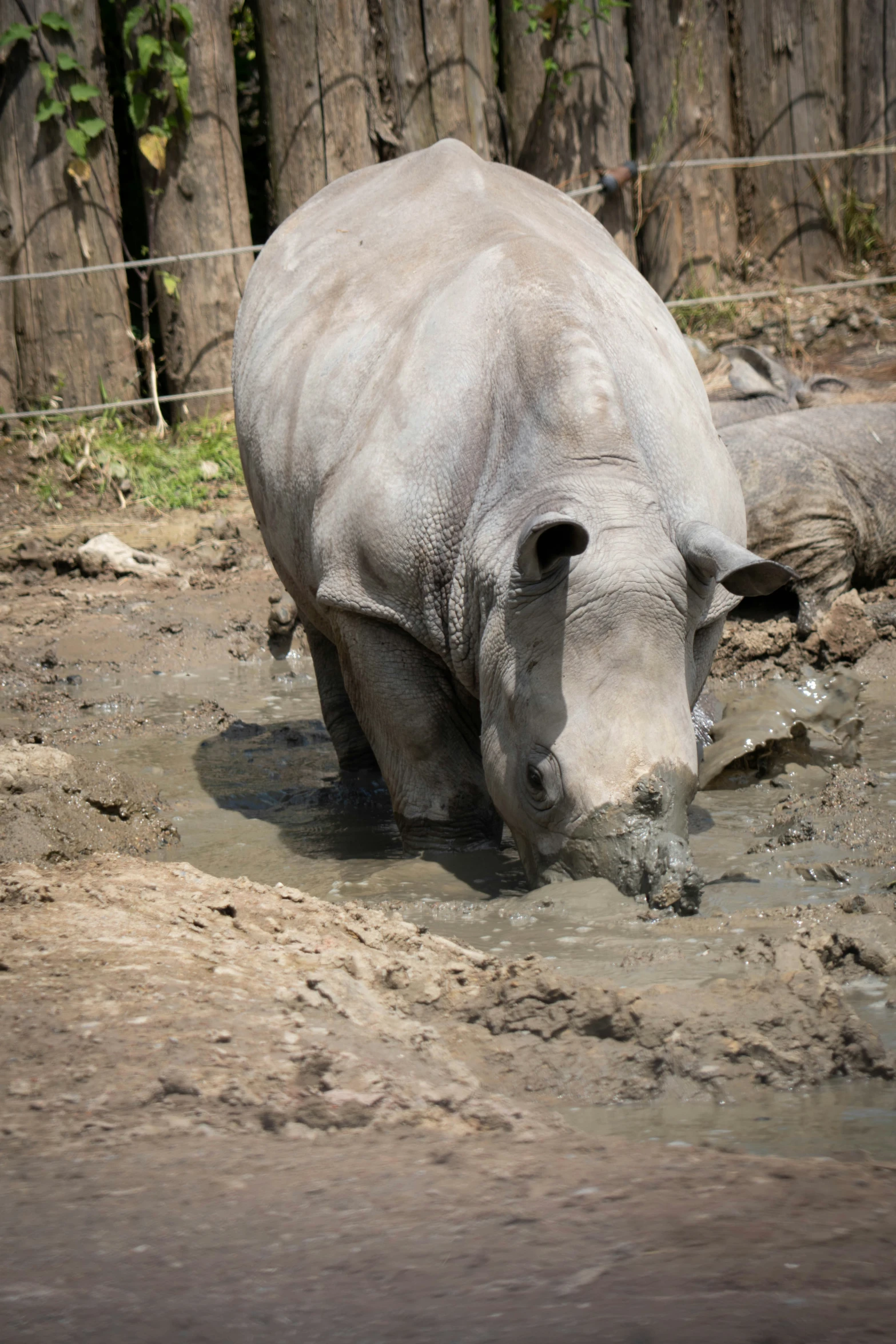 the rhino is walking in a body of water
