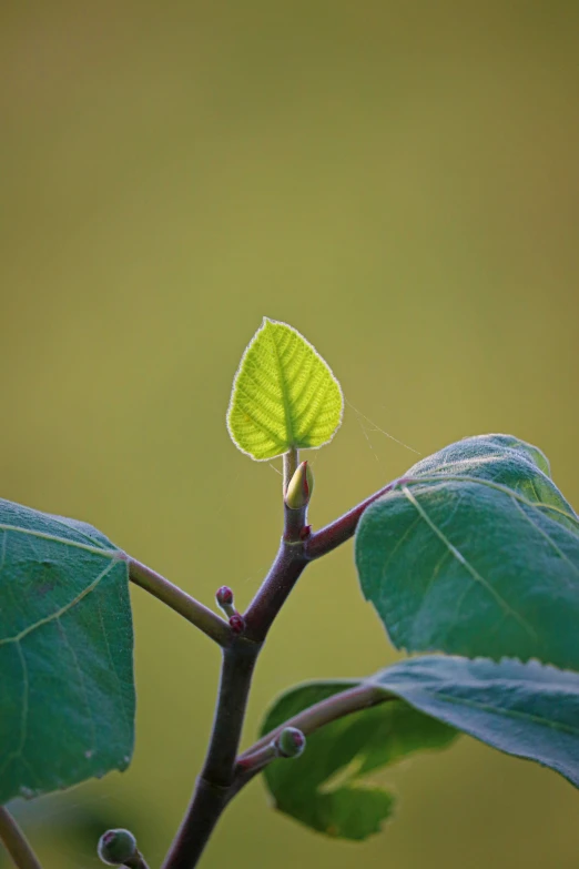 green leaves with water drops hanging from them