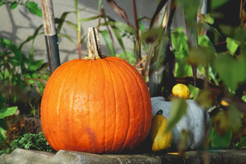 three decorative pumpkins on a planter, next to some plants