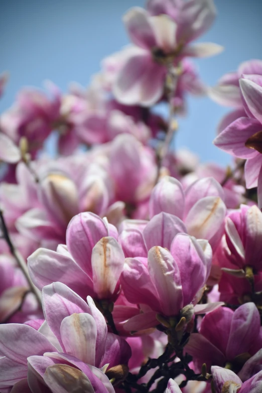 a bunch of purple flowers are growing near each other