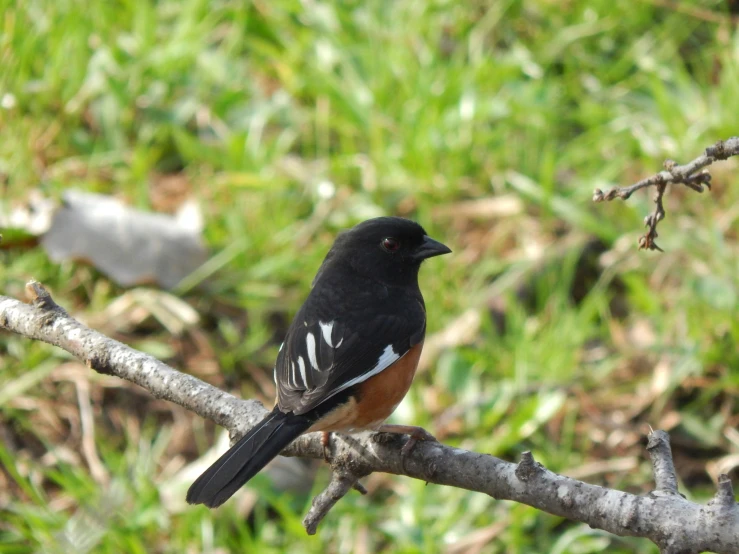 a small bird is sitting on a nch