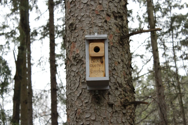 a bird box attached to a tree in a forest