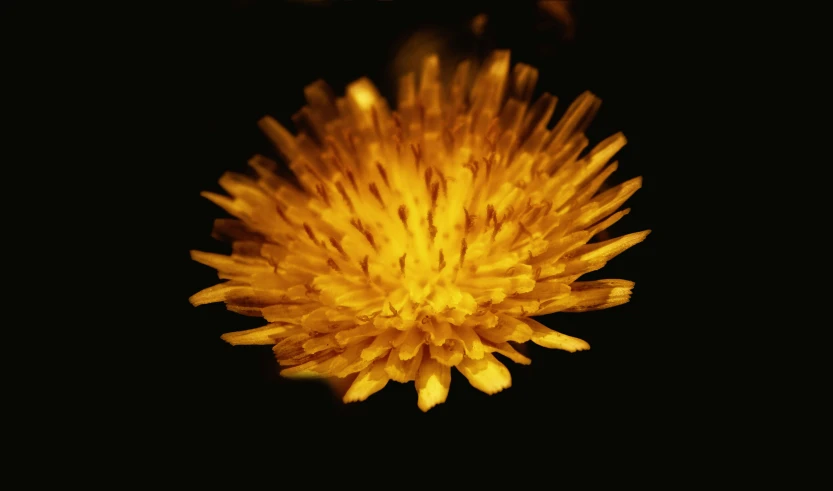 a closeup s of a yellow flower