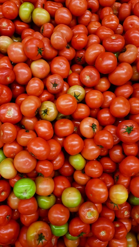 red tomatoes and green tomatoes piled together in a pile