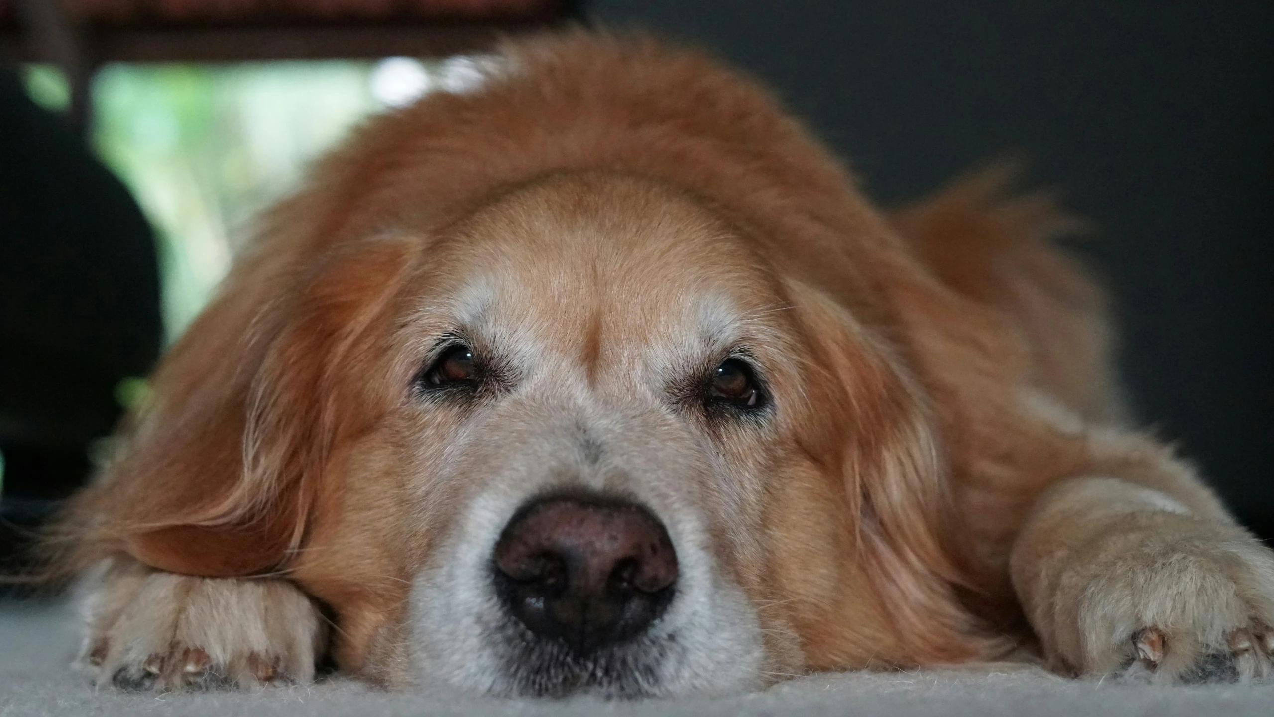 close up of a golden retriever laying down on the floor