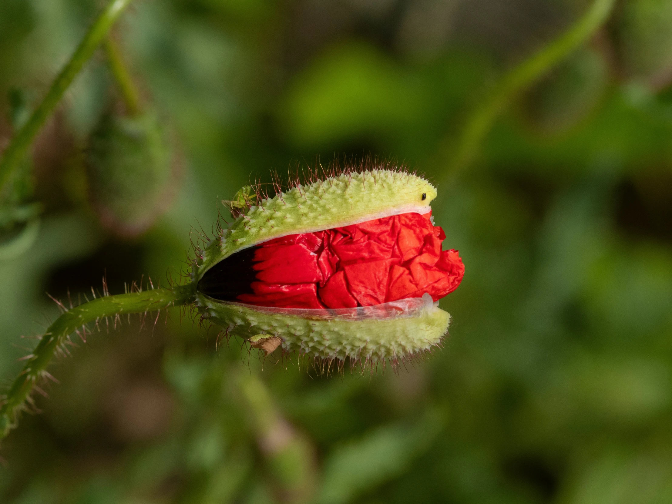 a bug is on top of a red flower