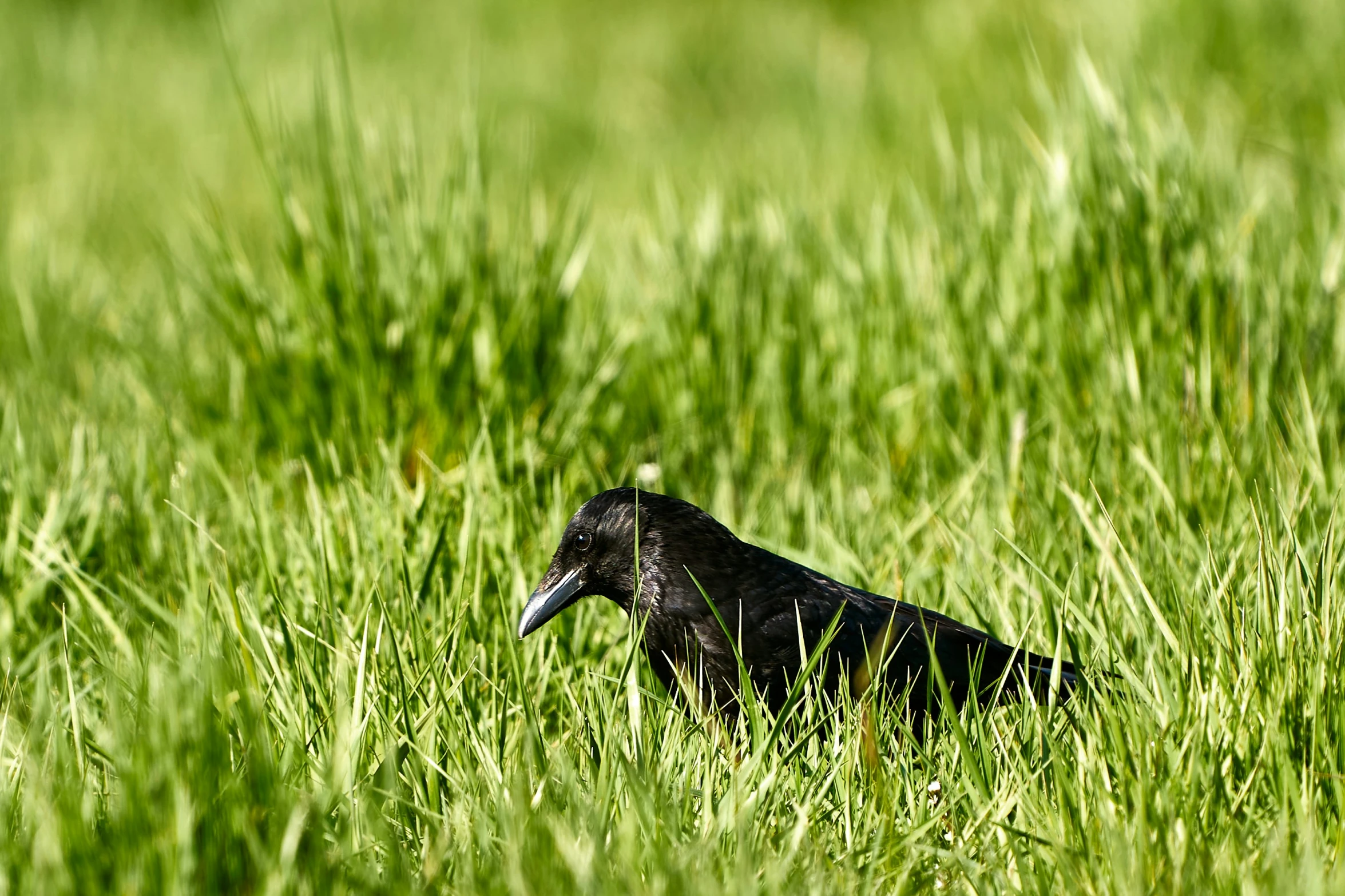 a bird sitting in tall grass near some water