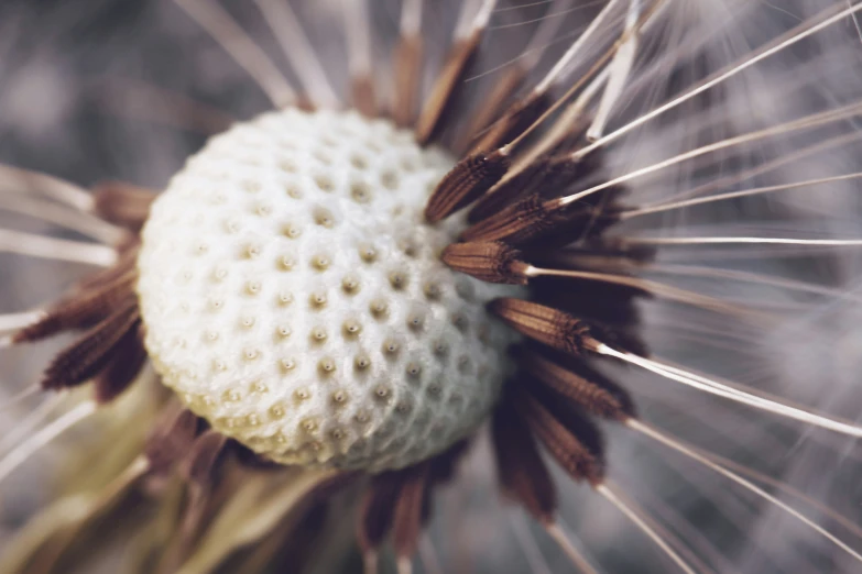 a dandelion with brown and white leaves that are fuzzy