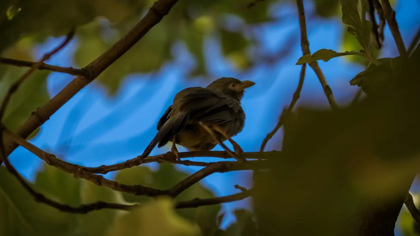 a bird sitting on top of a leaf filled tree