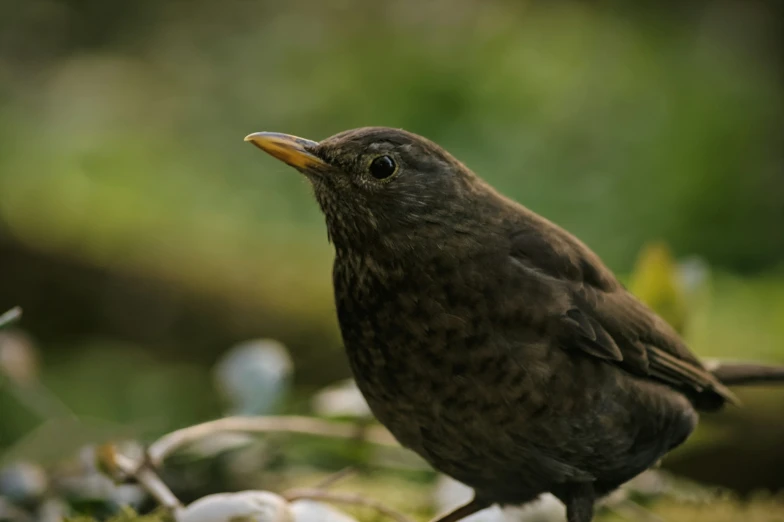 a small bird standing on a mossy patch