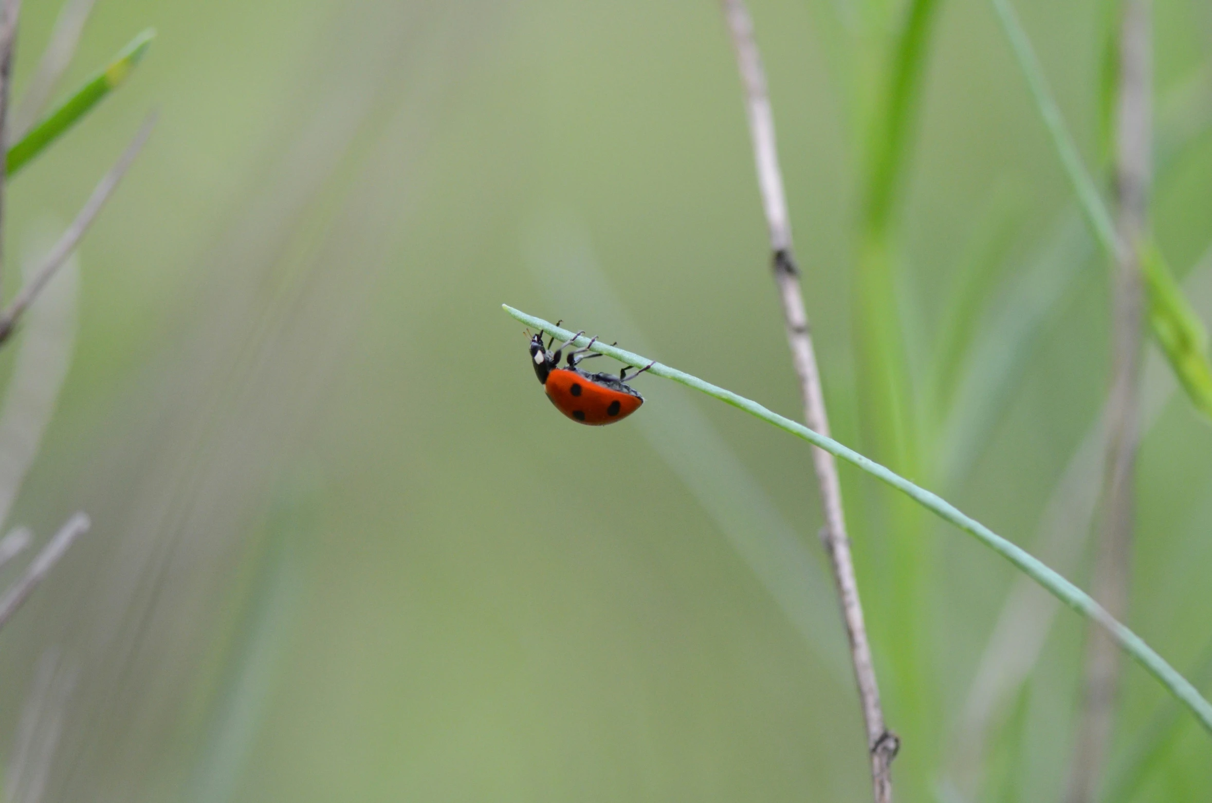 the bug is resting on the thin green stalk