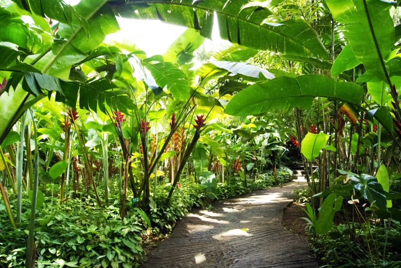 a small trail leads through the jungle with plants growing on both sides