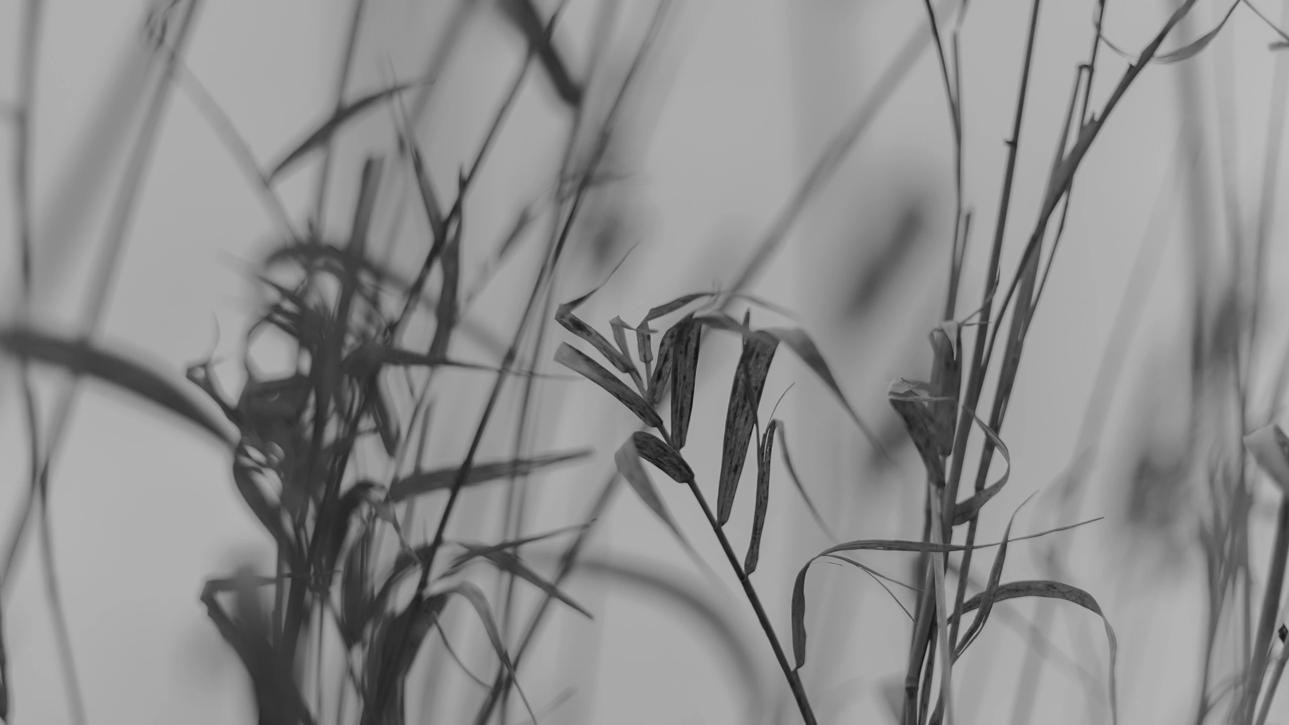 a close up image of grass with a gray background