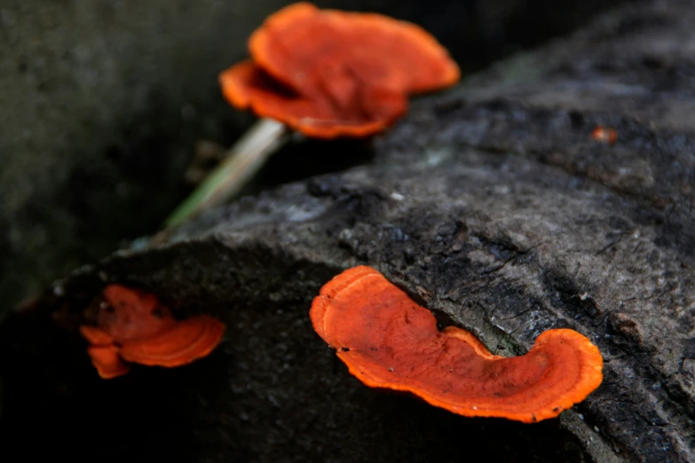 two red mushrooms growing from the side of a rock