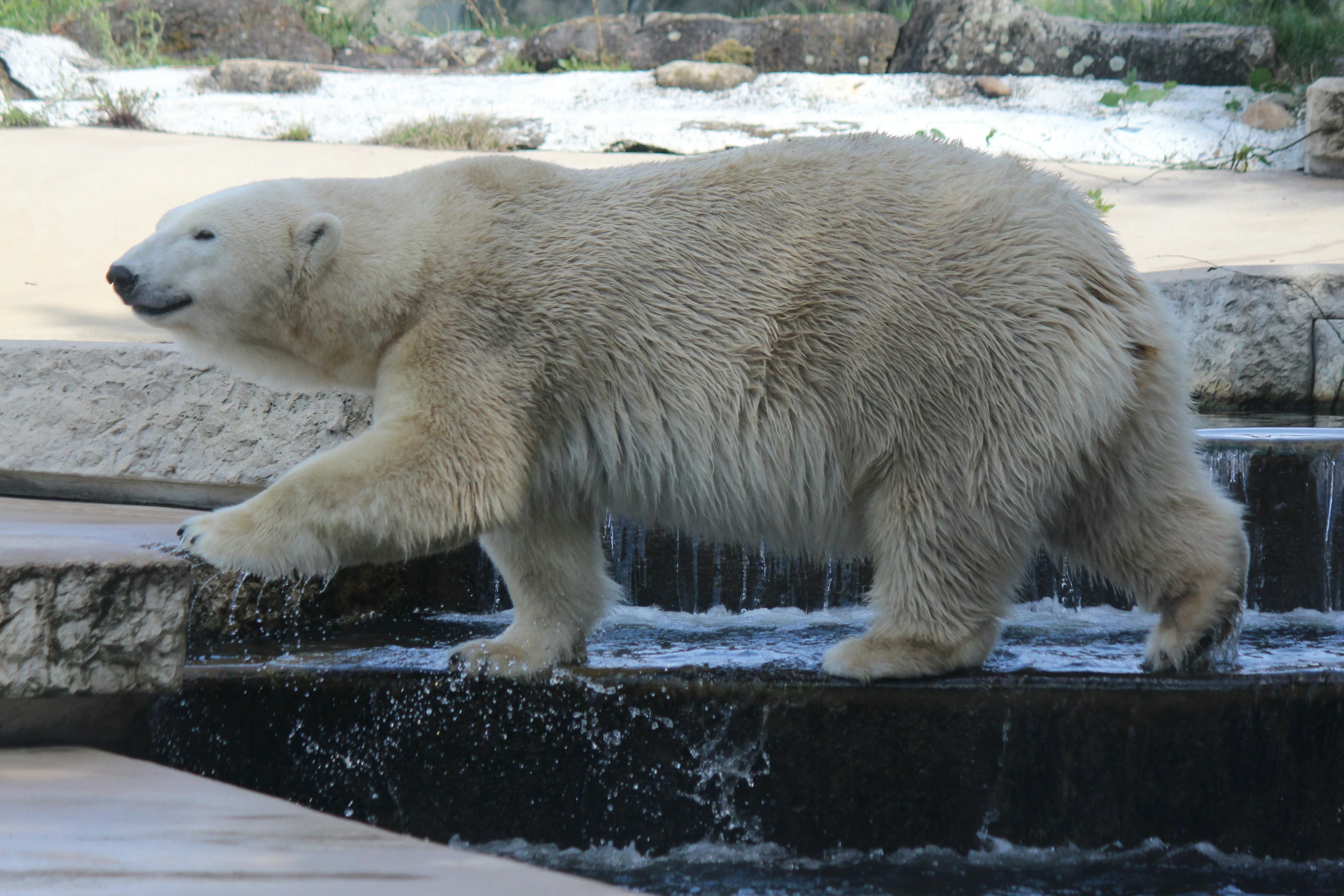 there is a polar bear walking on the water