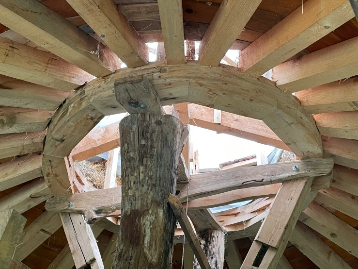 an inside view of a tree that has some wood in it