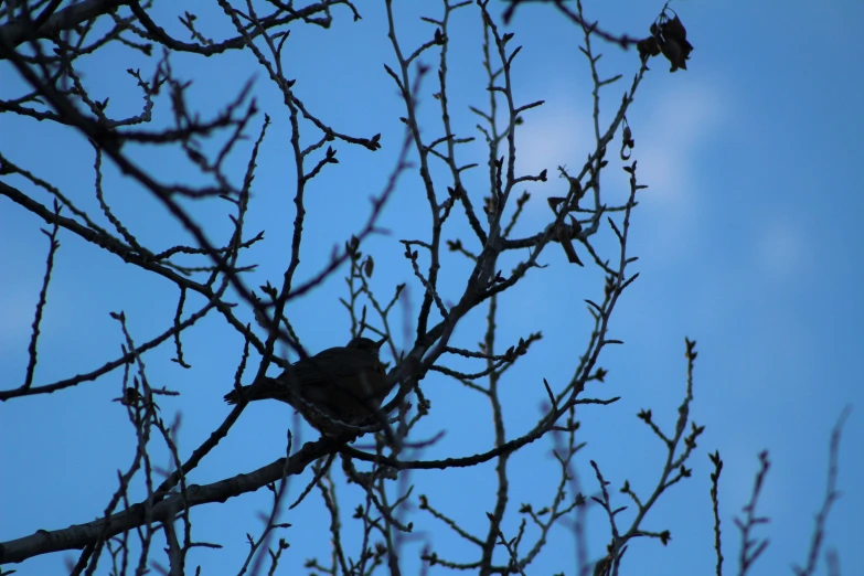 the birds are perched high in the tree